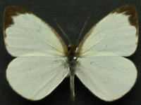 Elodina parthia - Adult